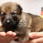 German Shepherd puppy