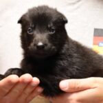 German Shepherd puppy