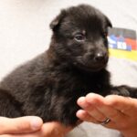German Shepherd puppy