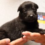 German Shepherd puppy