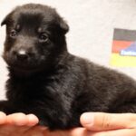 German Shepherd puppy