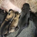 A group of puppies laying on the ground.