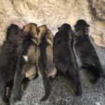 A group of kittens are laying on the ground.