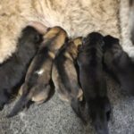 A group of puppies that are laying down.