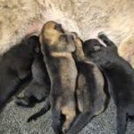 A group of puppies are laying in the ground.