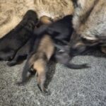 A group of dogs that are laying down.