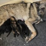 A dog laying on the ground with its puppies.