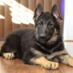 A german shepherd puppy is laying on the floor.