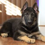 A german shepherd puppy is laying on the floor.