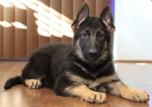 A german shepherd puppy is laying on the floor.