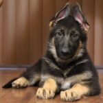 A german shepherd puppy sitting on the floor.