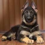 A german shepherd puppy laying on the floor.