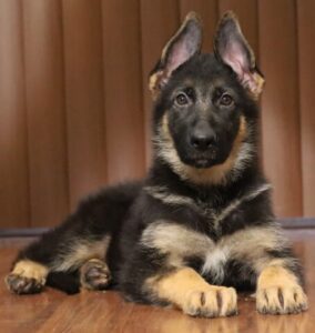 A german shepherd puppy laying on the floor.