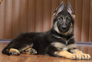 A german shepherd puppy laying on the floor.