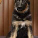A german shepherd puppy sitting in front of a wooden wall.