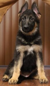 A german shepherd puppy sitting in front of a wooden wall.