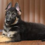 A german shepherd dog laying on the floor.