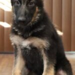 A german shepherd puppy sitting on the ground.