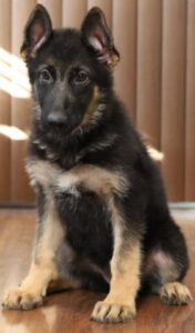 A german shepherd puppy sitting on the ground.