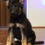 A black and brown puppy sitting on top of the floor.