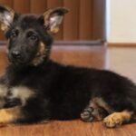 A german shepherd puppy laying on the floor.