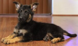 A german shepherd puppy laying on the floor.