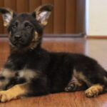 A black and brown puppy laying on the floor.
