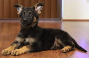 A black and brown puppy laying on the floor.