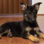 A black and brown puppy laying on the floor.