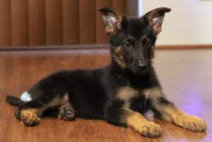 A black and brown puppy laying on the floor.