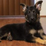 A black and brown dog laying on the floor
