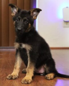 A black and brown puppy sitting on the floor.