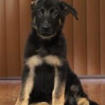 A black and brown puppy sitting on top of a wooden bench.