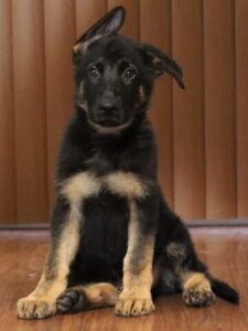 A black and brown puppy sitting on top of a wooden bench.