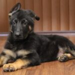 A black and brown puppy laying on the floor.