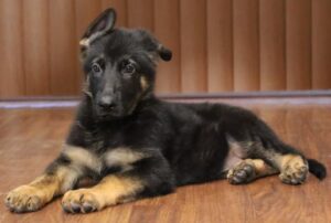 A black and brown puppy laying on the floor.