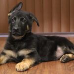A black and brown dog laying on the floor