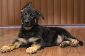 A black and brown dog laying on the floor
