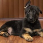A black and brown puppy laying on the floor.