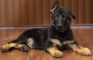 A black and brown puppy laying on the floor.