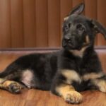 A black and brown dog laying on the floor
