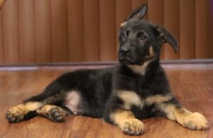 A black and brown dog laying on the floor