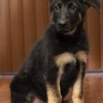A black and brown puppy sitting on top of the floor.