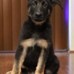 A black and brown puppy sitting on the floor.