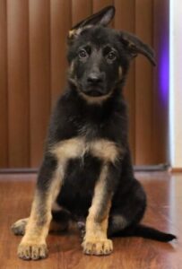 A black and brown puppy sitting on the floor.