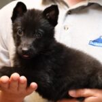 A person holding a black puppy in his hands.