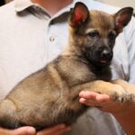 A person holding a puppy in their hands.
