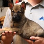 A man holding a puppy in his hands.