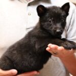 A person holding a black puppy in their hands.