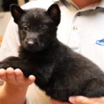 A person holding a black puppy in their hands.